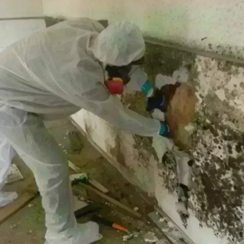 Mold Remediation and Removal in Nevada County, AR